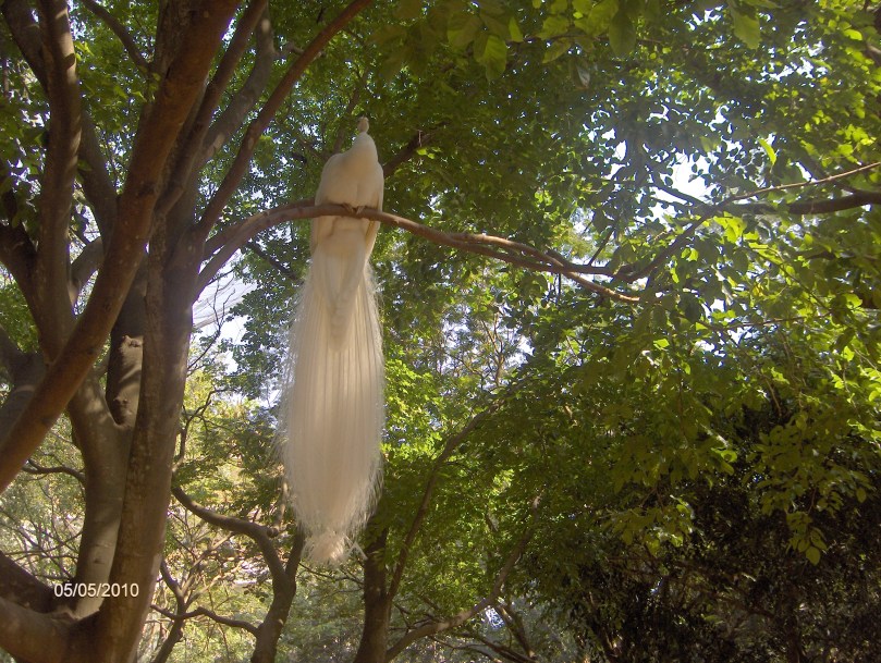 White Peacock in Karanji Kere