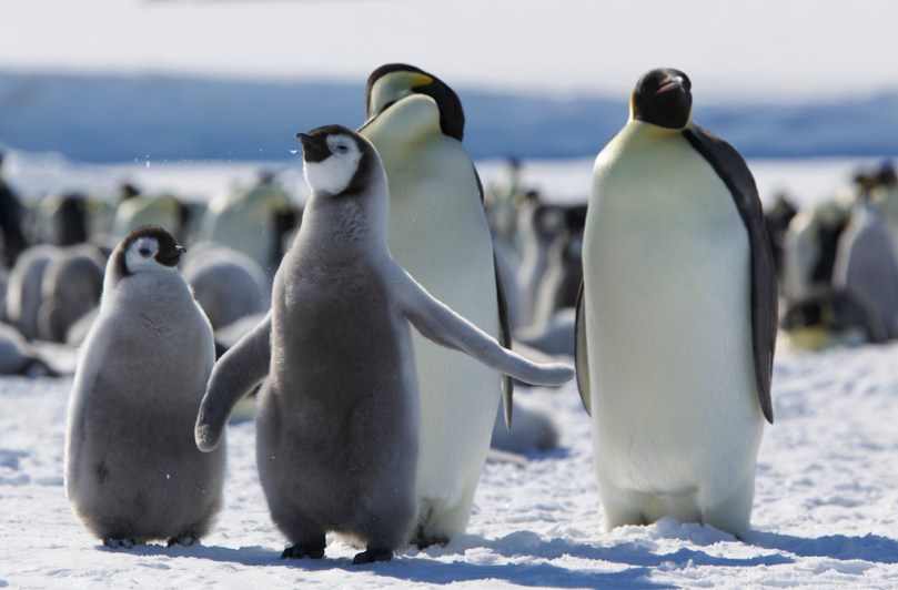 Emperor-penguin
